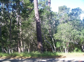 Langton Street, Cambria, CA 93428 : Cambria Real Estate